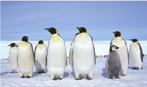 PINGÜINOS ANTÁRTIDA Miles de polluelos de pingüino emperador se ahogaron el año pasado cuando el hielo marino se rompió antes de que pudieran desarrollarse por completo. Fotografía: Fritz Polking/Gamma-Rapho/Getty Images