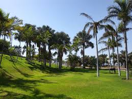 PALMETUM SCTF