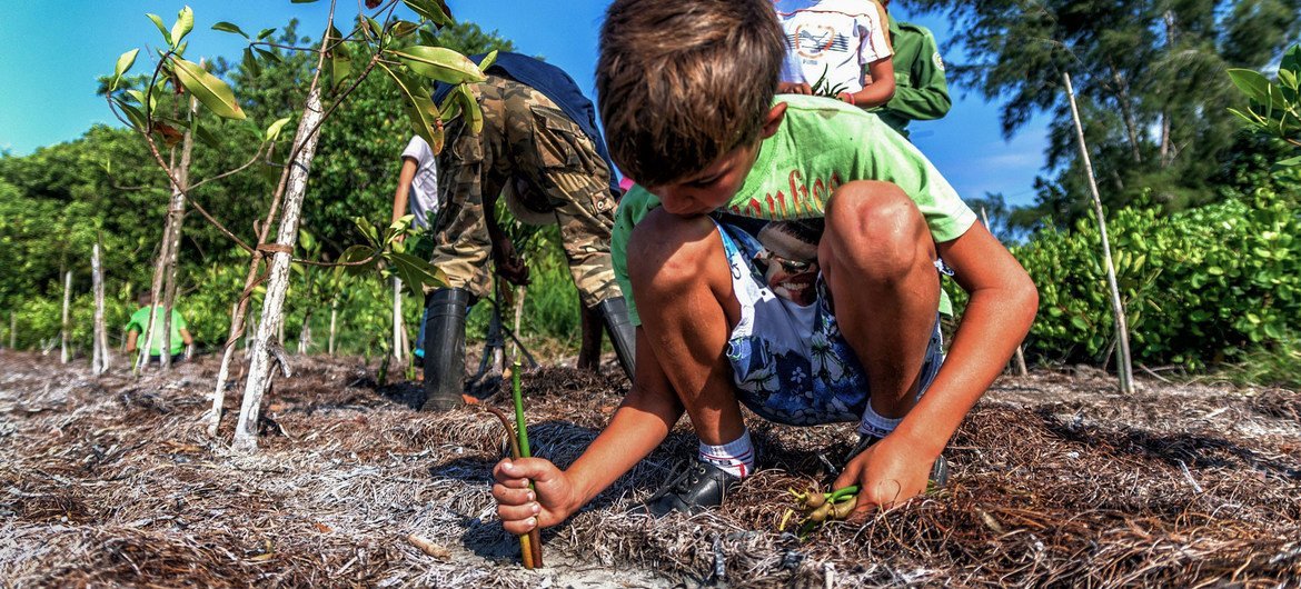 En Cuba se intenta restaurar hábitats naturales para ralentizar el cambio climático Foto PNUD