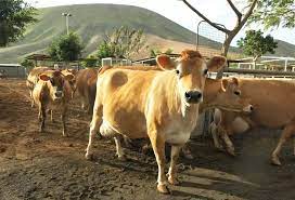 VACAS GRAN CANARIA