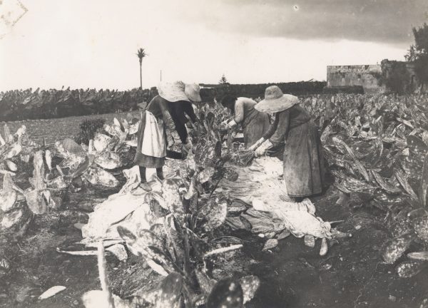 COCHINILLA Recolectando cochinilla en Arucas, 1928 Fotografía de Teodoro Maisch. Fuente FEDAC