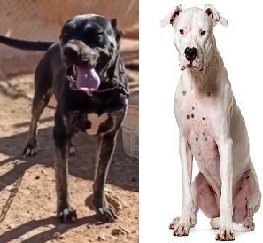 PRESA GALLEGO, DOGO ARGENTINO LOS PERROS NO TIENEN CULPA. LOS HUMANOS, SÍ