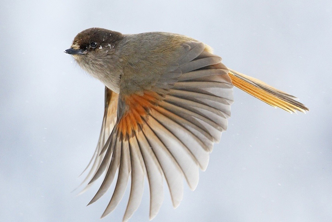 QUANTUM BIRD