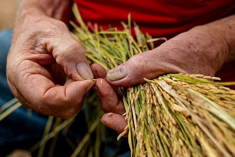 El MST es el mayor productor de arroz orgánico de América Latina__ Foto Pedro Stropasolas_Brasil de Fato