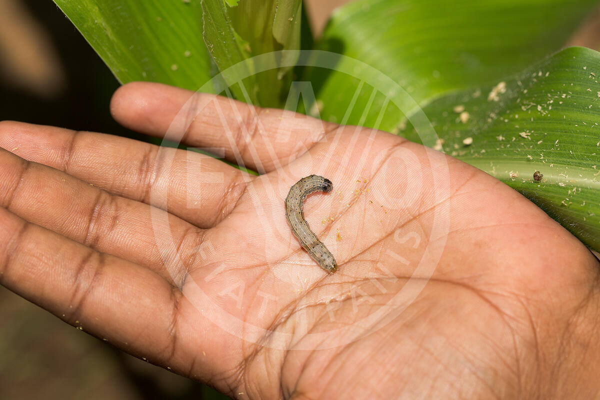 La lucha contra diferentes plagas exige respuestas efectivas_ Plantación de maís en Sri Lanka_ Foto Lekha Edirisinghe_FAO