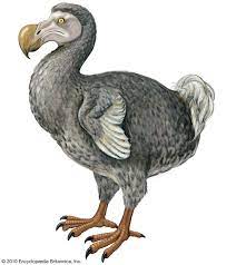 DODO, ESPECIE EXTINTA