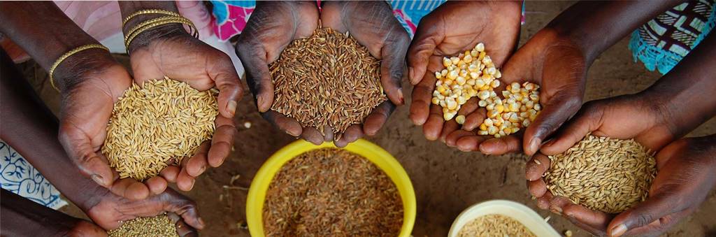 Lucha productiva campesina por la Soberanía Alimentaria Foto Vía Campesina