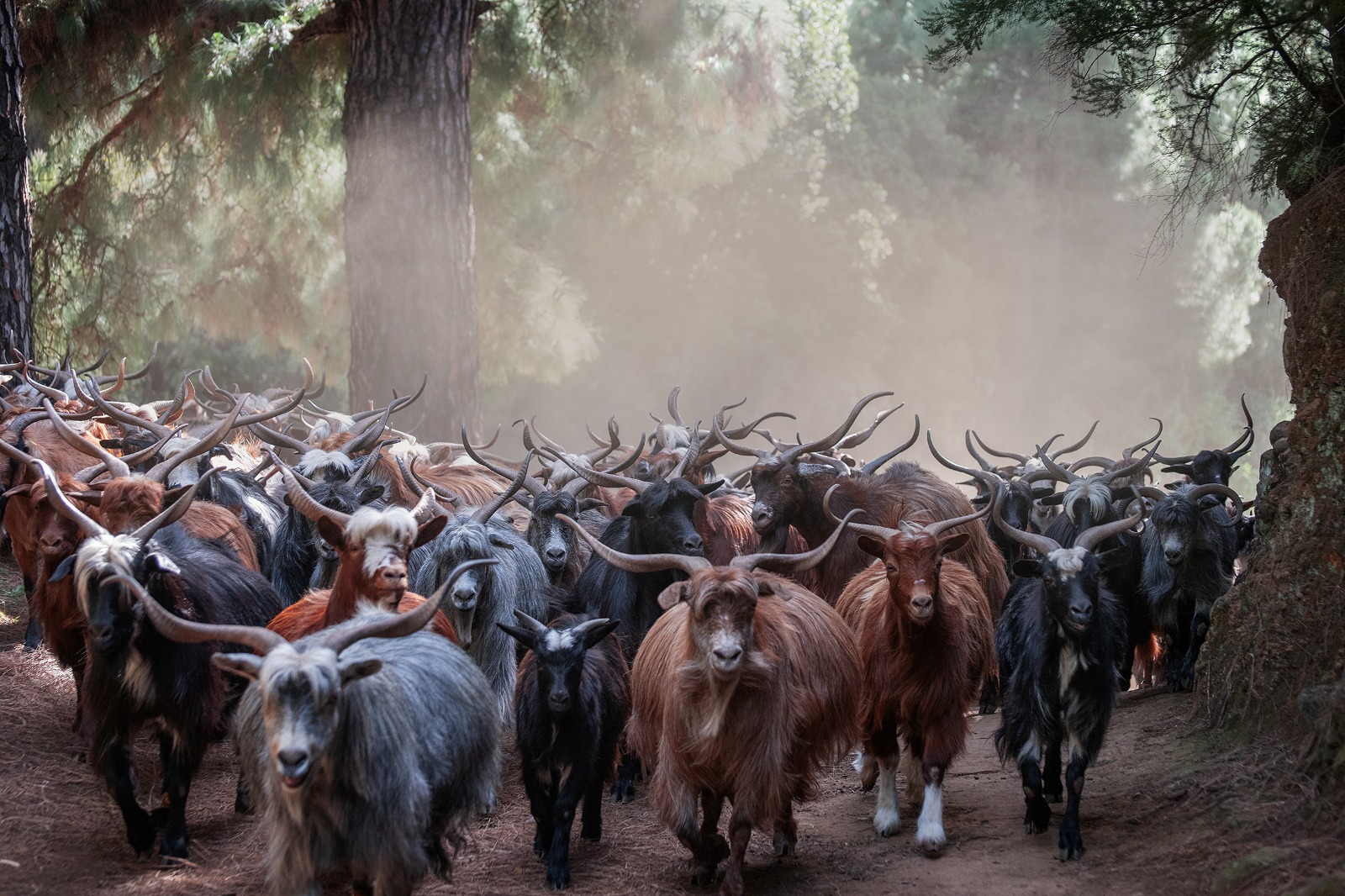 CABRA PALMERA MESA MUJER RURAL LA PALMA