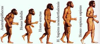 EVOLUCIÓN HUMANA