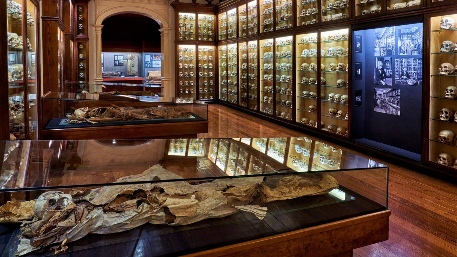 MOMIAS GUANCHES La Sala Verneau después de la restauración que  realizamos en 1987