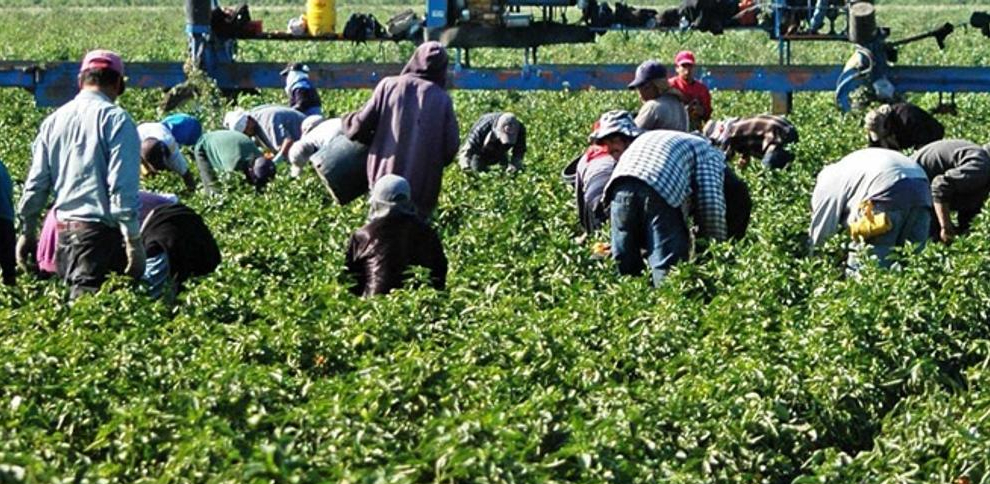 MIGRANTES AGRICULTURA