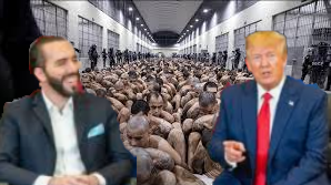 BUKELE TRUMP