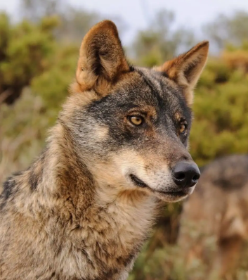 LOBO IBÉRICO - Europa Press WWF