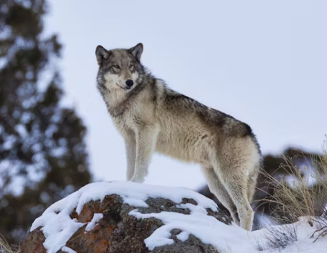 LOBO EN YELLOWSTONE  Defenders of Wildlife