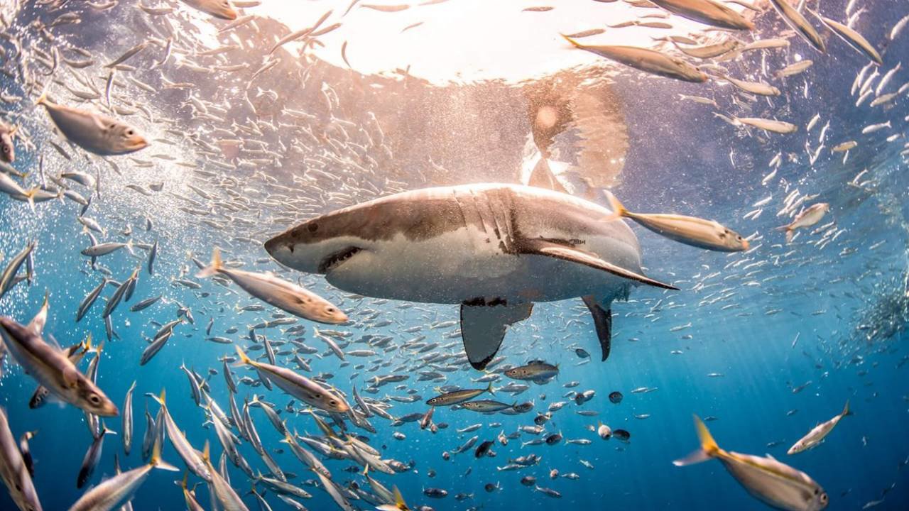 TIBURON NATIONAL GEOGRAPHIC