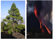 PINO Y VOLCÁN