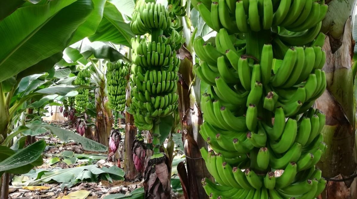 una platanera en La Palma (1)