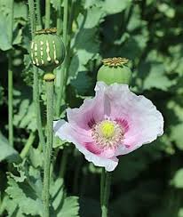 OPIO PAPAVER SOMNIFERUM