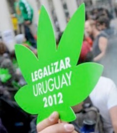 Marihuana legalizada