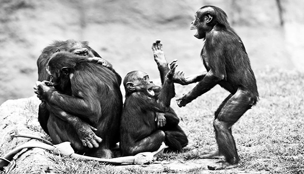 Un grupo de bonobos jugando / Eric Kilby.