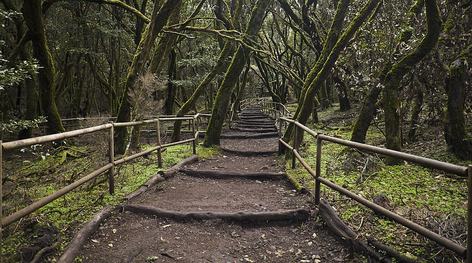 Bosque Encantado, Parque Garajonay, La Gomera, Diego Delso, WIKIMEDIA COMMONS