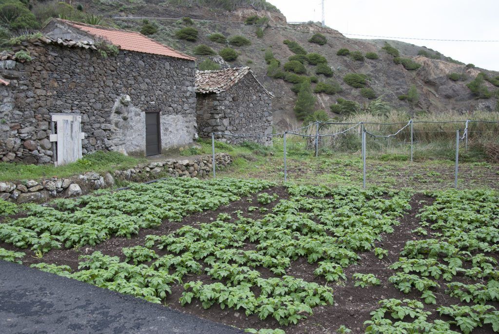 HUERTA DE PAPAS EN EPINA - Patrimonio Culinario de Canarias