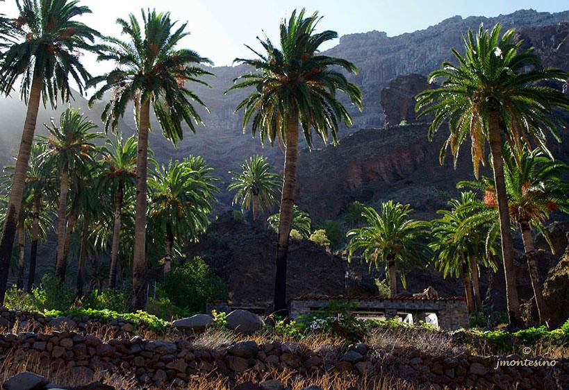 PALMERAS EN LA GOMERA JUAN MONTESINO BARRERA