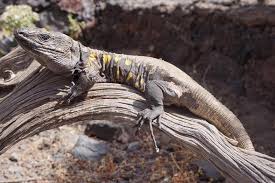 LAGARTO GIGANTE DE EL HIERRO - INFONORTE DIGITAL