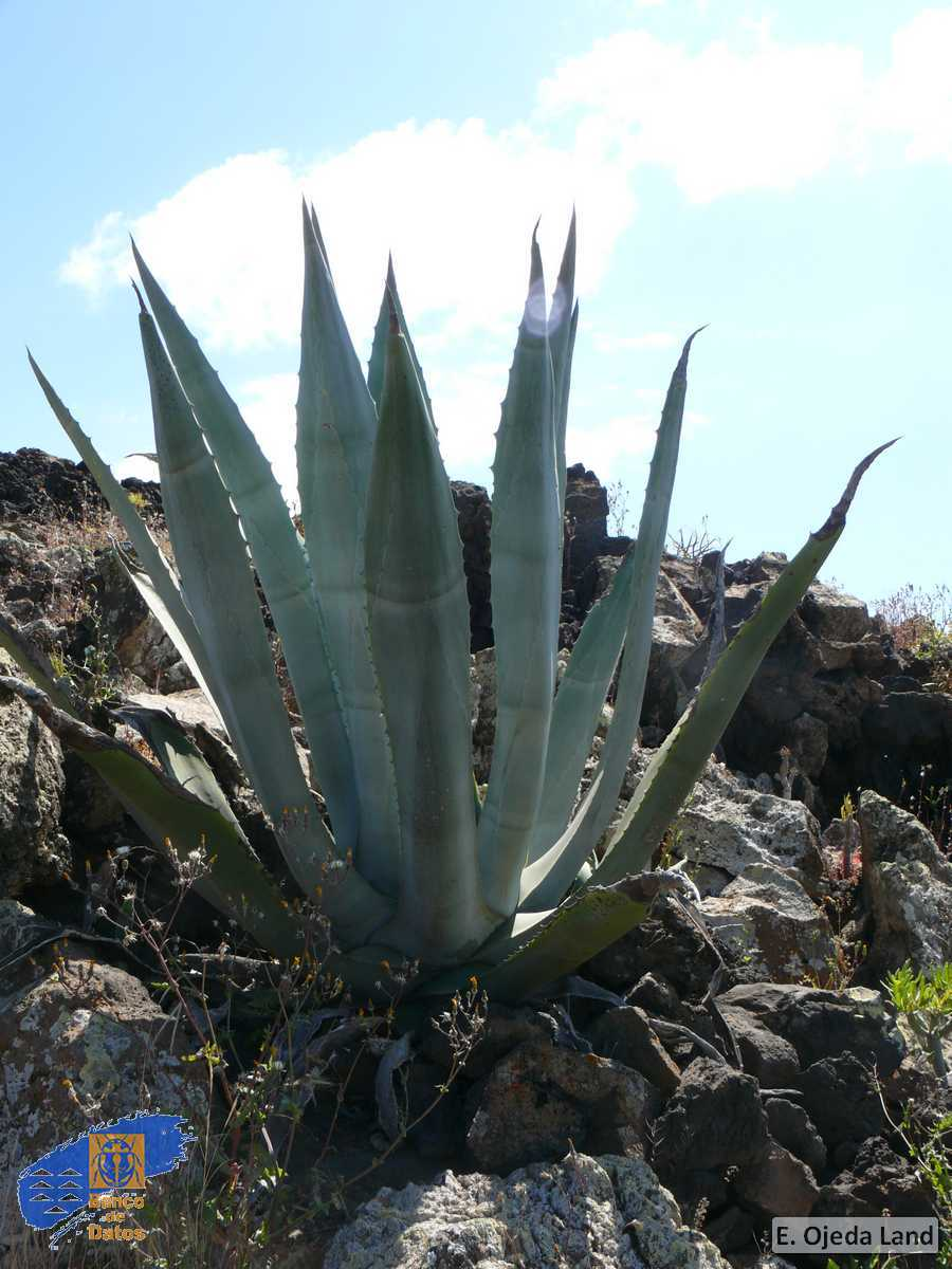 PITERAS E. OJEDA LAND - biodiversidadcanarias.es