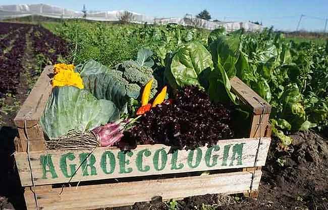 Cesta de productos agroecológicos