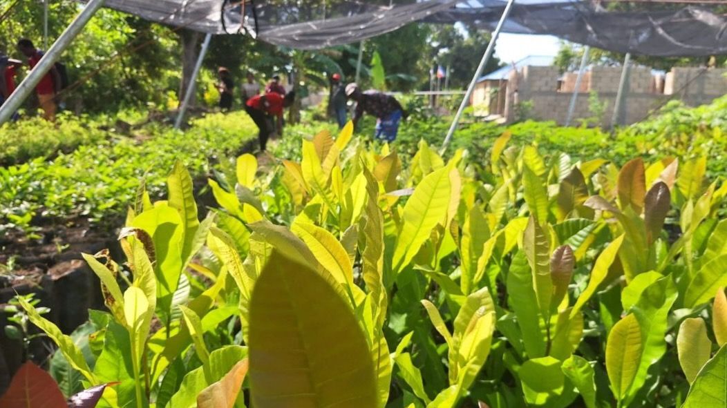 El centro agroecológico gestionado por el Movimiento Tet Kole en Haití produce cientos de semillas que se transmiten a los agricultores locales. Foto Rodrigo Durão_Brasil de Fato