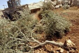 ISRAEL ARRANCA OLIVOS PALESTINOS