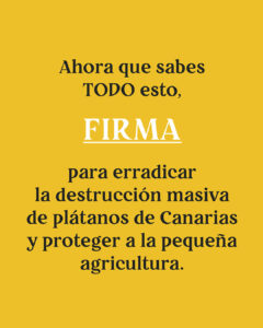 INFOGRAFIA_PLATANO_CANARIAS3-08-240x300