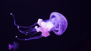 MEDUSAS ANTINUCLEARES