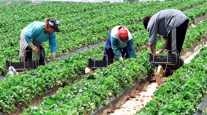 Recogida de fresa en campos de la provincia de Huelva (EFE / elDiario.es)
