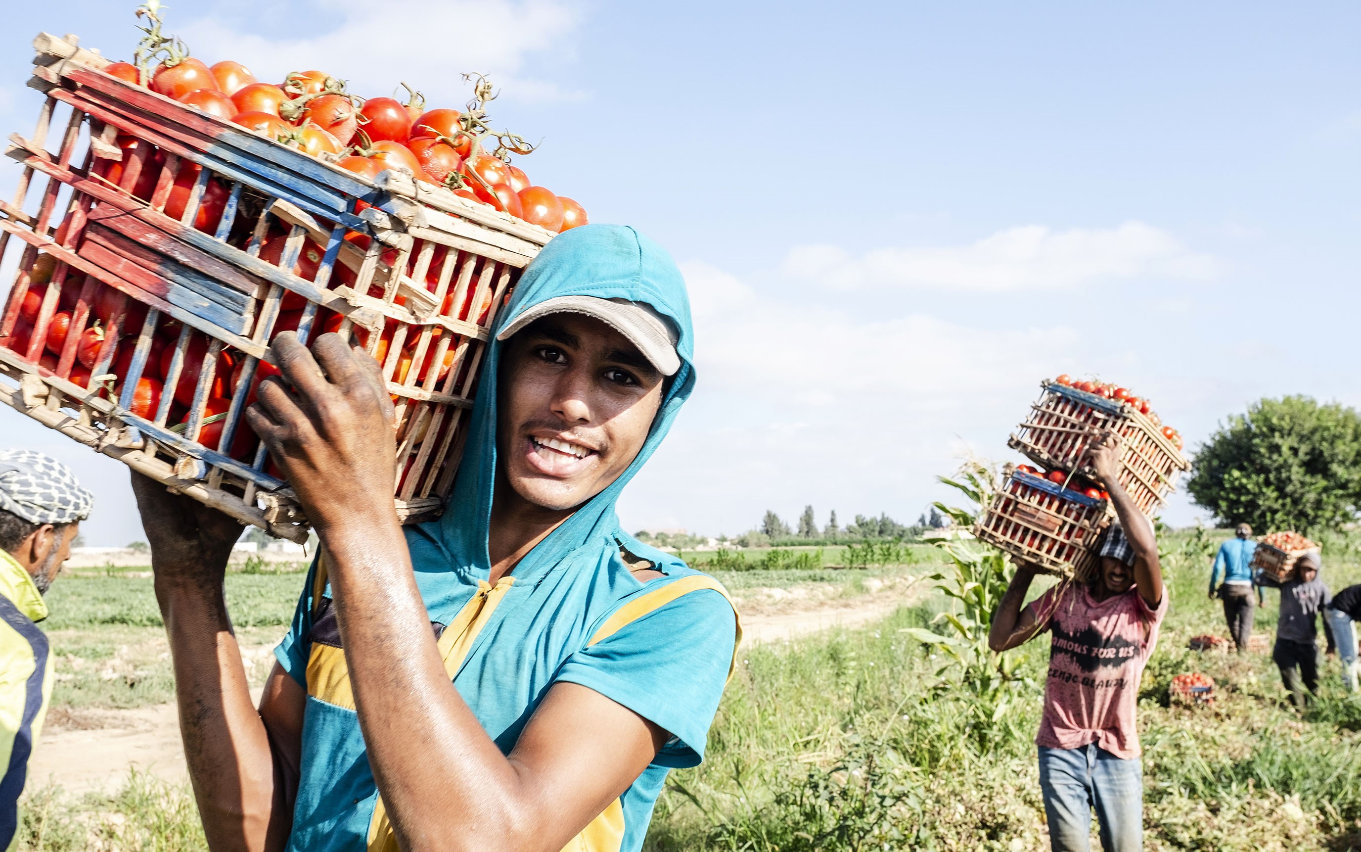 10 July 2018, Bangar el Sokor, Nubaria, Egypt. Labourers are loading tomatoes to the wholesalers trucks.