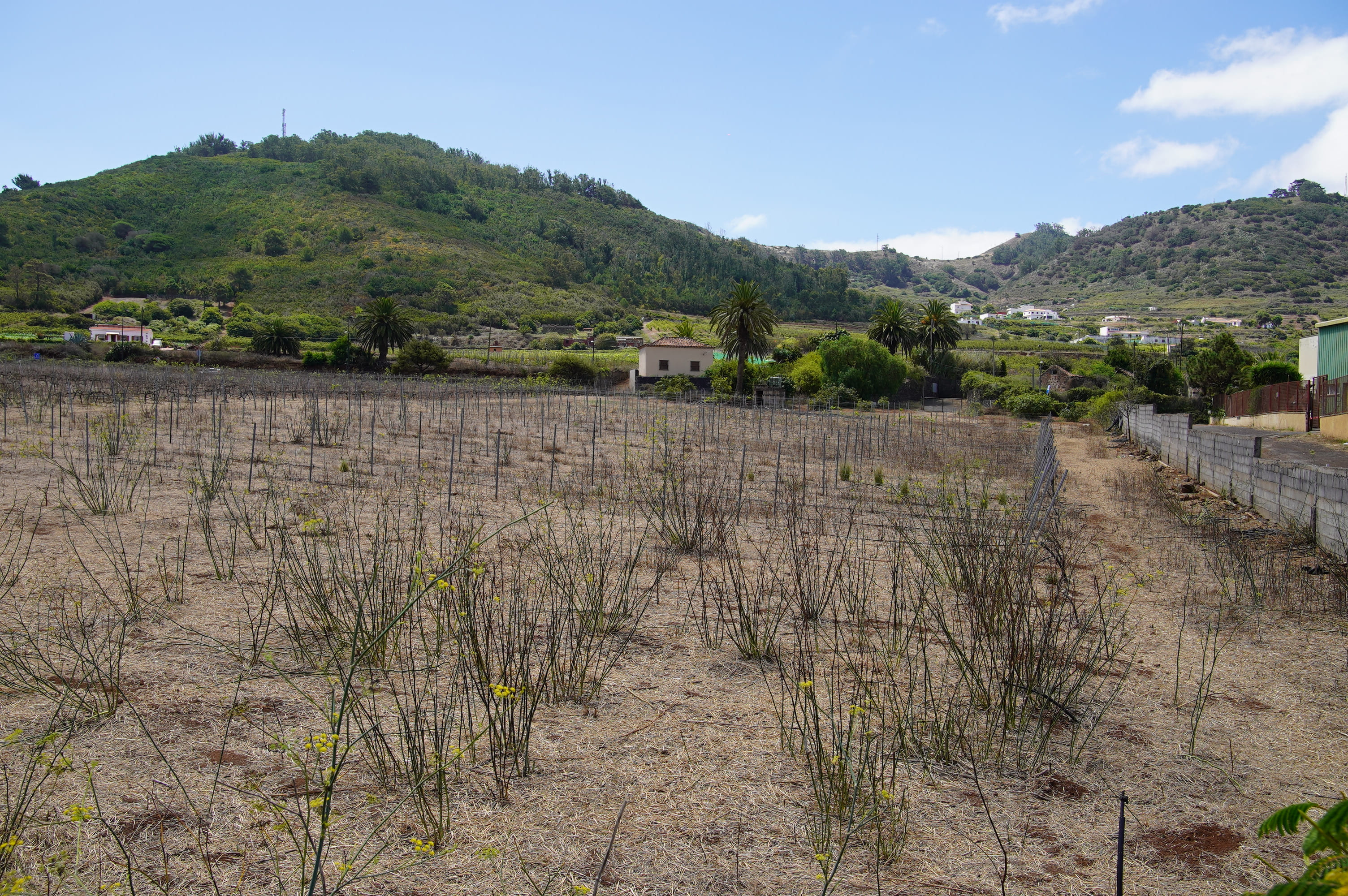 Terreno limpiado por las ovejas bombero en Los Laureles, Tegueste Foto Ayuntamiento de Tegueste