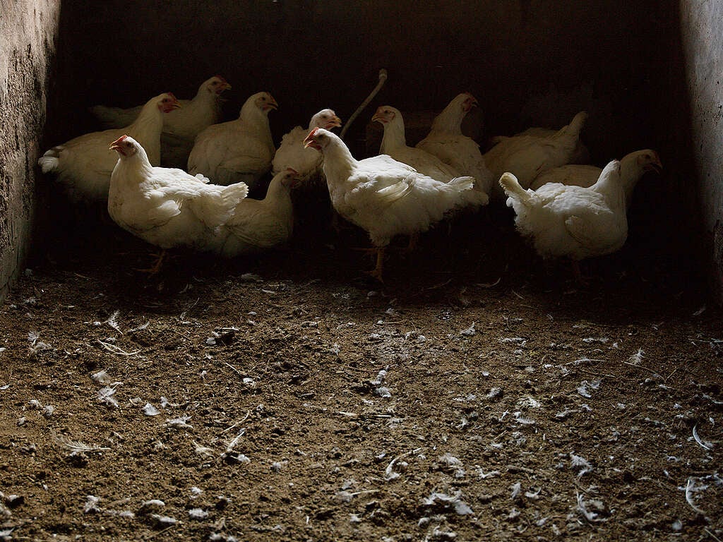 Las aves de corral importadas de Brasil por minoristas suizos ponen en peligro los bosques brasileños .Foto Peter Caton, Greenpeace