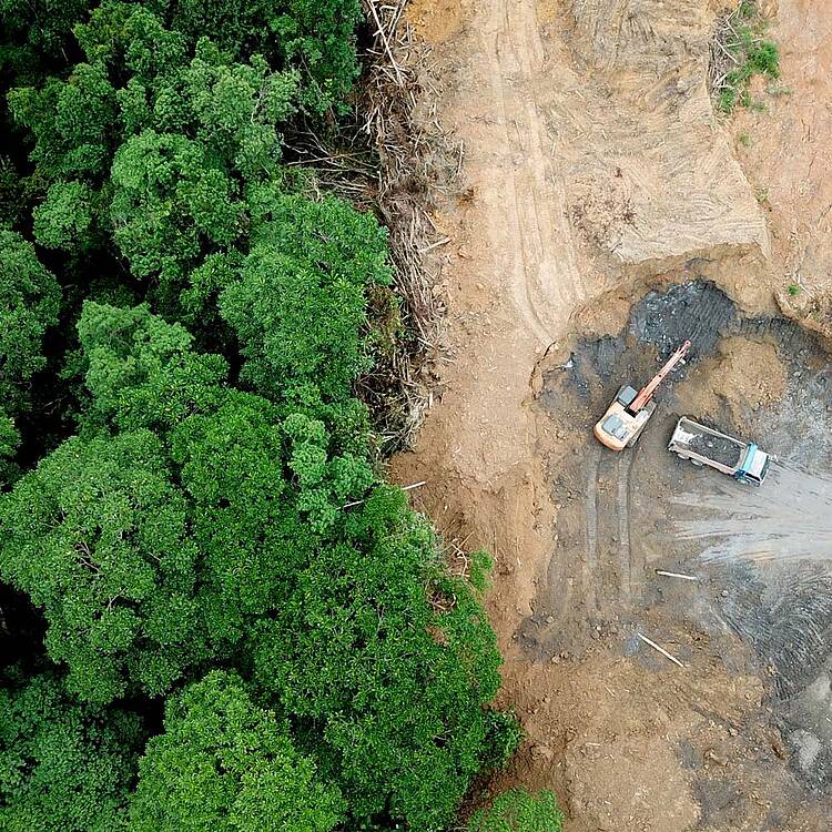 DEFORESTACIÓN WWF ESPAÑA