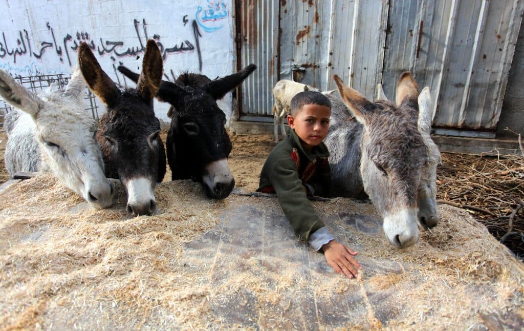 Burros se alimentan de trébol en el barrio de Zeitoun, al este de Gaza, el 5 de diciembre de 2020. Foto  Mahmoud Ajjour APA Images