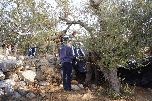 PALESTINA Los agricultores palestinos han tenido que hacer frente a insultos y agresiones de todo tipo por parte de los colonos y de los soldados israelíes. Foto: Rafaela Cortez y Ricardo Esteves Ribeiro.