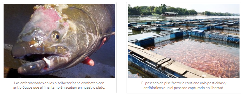 PISCICATORIAS Las enfermedades en las piscifactorias se combaten con antibióticos que al final acaban en nuestro plato - El pescado de piscifactoria contiene más pesticidas y antibióticos que el pescado capturado en libertad AMAMPRANA