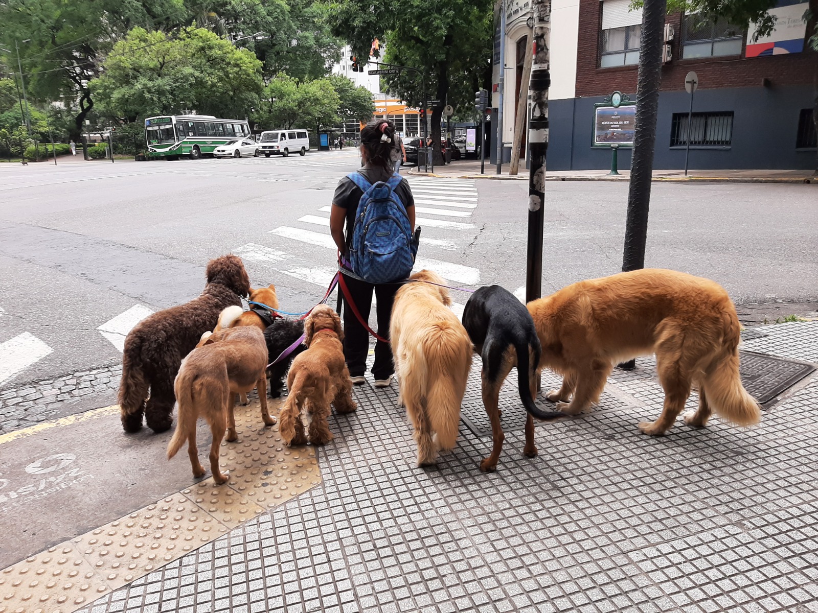 Las actividades informales, como esta cuidadora de perros en la Ciudad de Buenos Aires, son un componente esencial del mundo laboral latinoamericano. Foto Sergio Ferrari