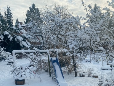 Mi jardín desde la ventana de mi casa