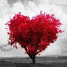 AMOR