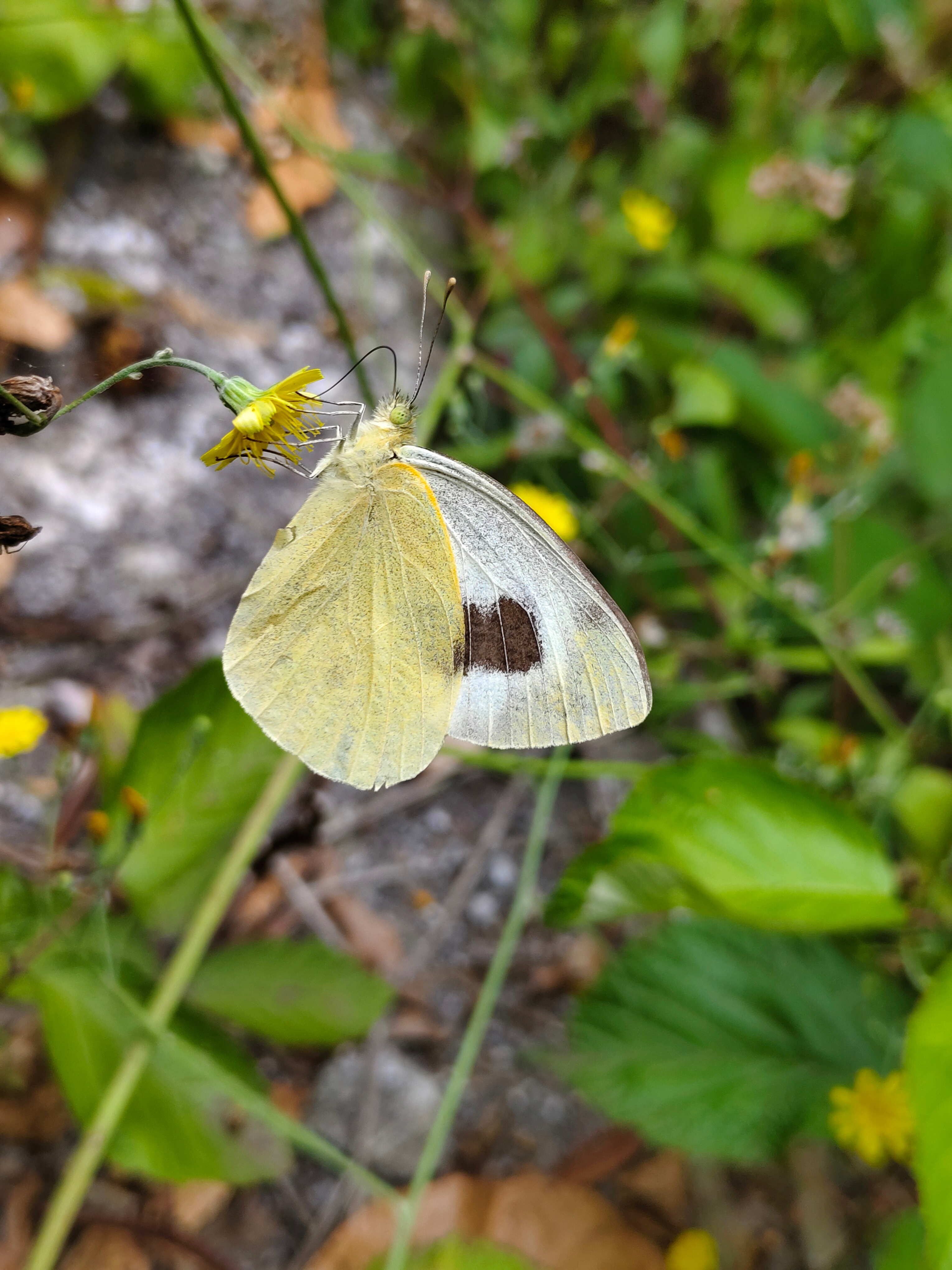 PIERIS CHEIRANTHI BENCHOAVENSIS - Laura Concepcion