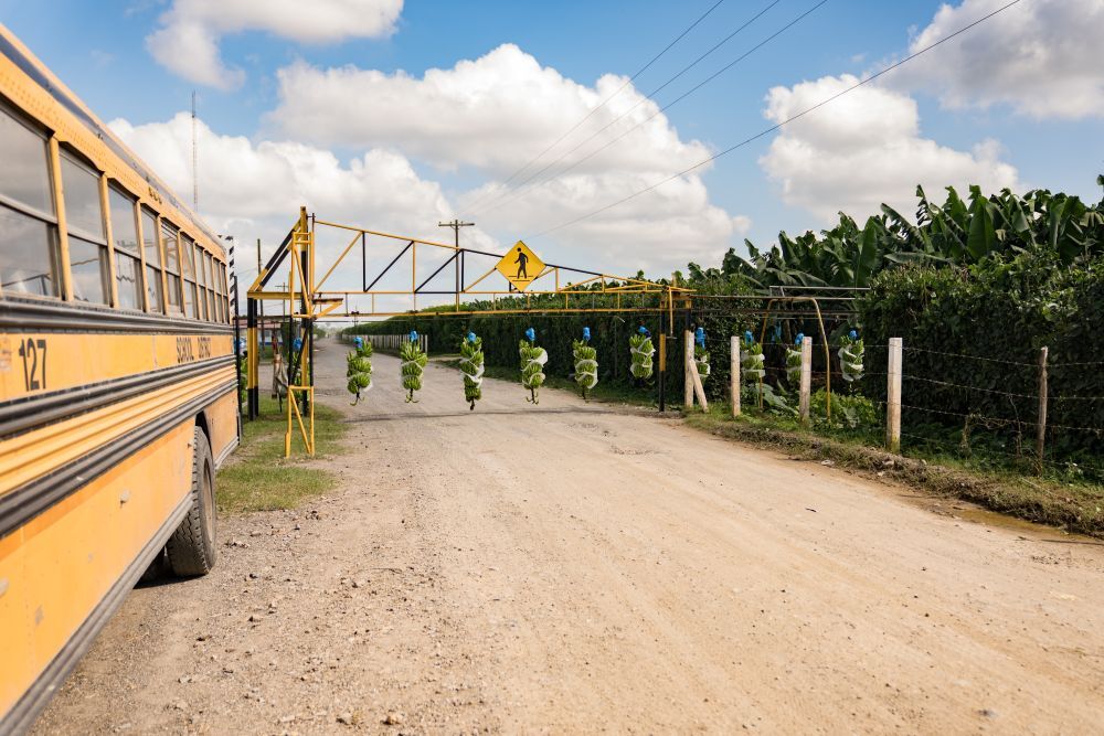 El sacrificio de miles de trabajadoras y trabajaores agrícolas de Gutemala significa las elevadas ganacias de la multinacional Chiquita. Foto Tomas Ayuso, Public Eye