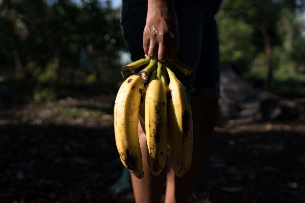 El super explotado trabajo de la producción bananera de Chiquita en Guatemala y otros países de América Latina. Foto Tomas Ayuso, PanosPicture, con autorización de pulicación Public Eye.