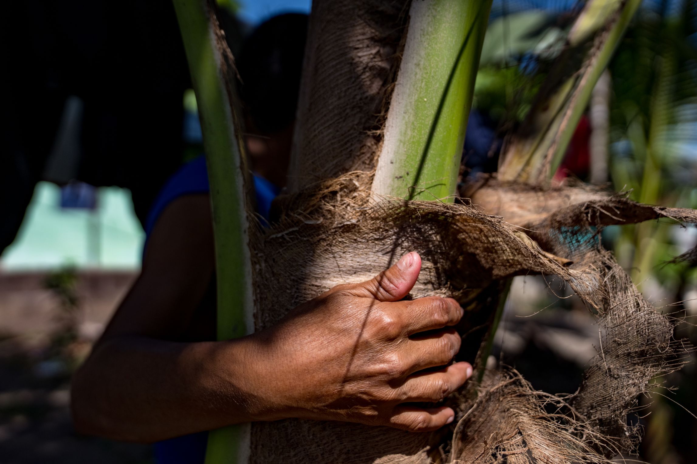 GUATEMALA, LA TIERRA DEL ORO VERDE