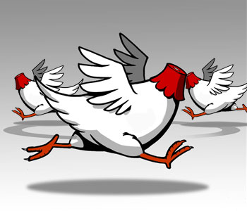 POLLOS SIN CABEZA